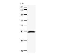 DMTF1 Antibody (clone DMTF5I250)