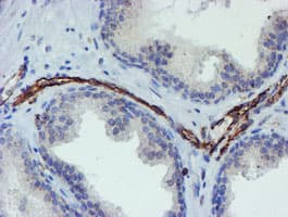 PECAM-1 / CD31 Antibody (clone OTI4C1)