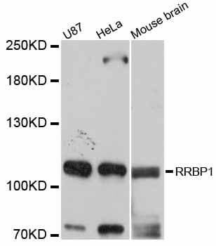 RRBP1 / hES Antibody