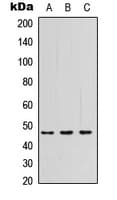 PSG3 Antibody (Internal)