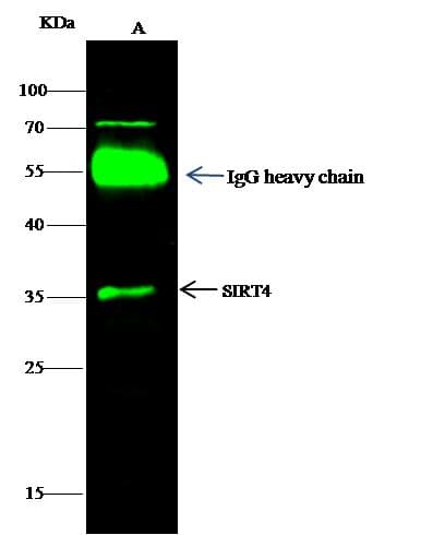 SIRT4 / Sirtuin 4 Antibody (Preservative Free)