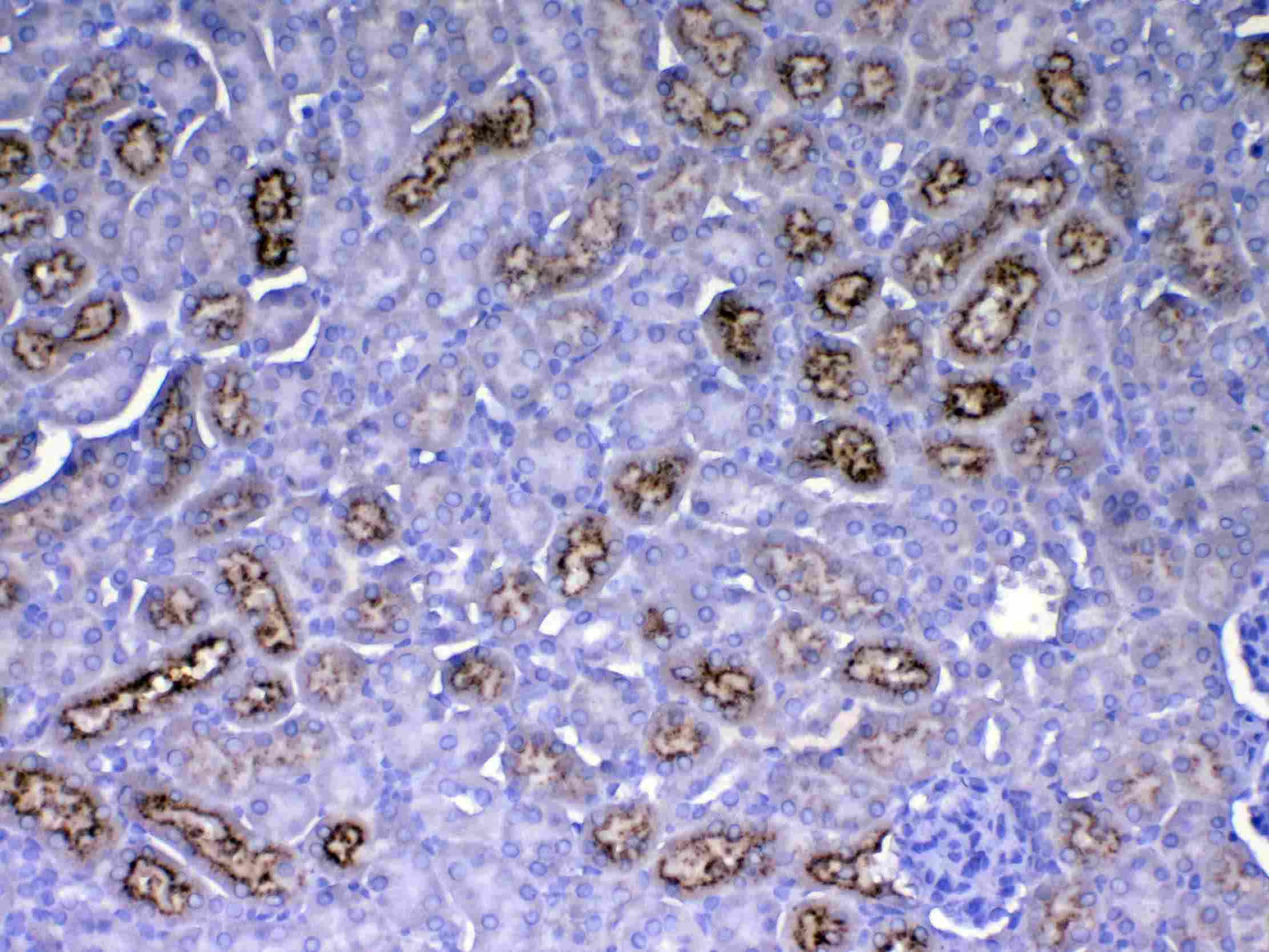 Polyclonal Rabbit anti-Mouse RBP4 Antibody (IHC, WB)