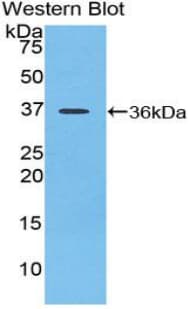SIRT6 / Sirtuin 6 Antibody (aa1-334, PE)