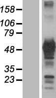 GRB7 Protein (Over-Expression Lysate Myc-DDK (Flag))