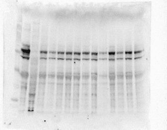 Monoclonal Mouse anti-Mouse DLG4 / PSD95 Antibody (clone 7E3-1B8, IF, WB)
