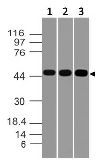 TNFRSF9 / 4-1BB / CD137 Antibody
