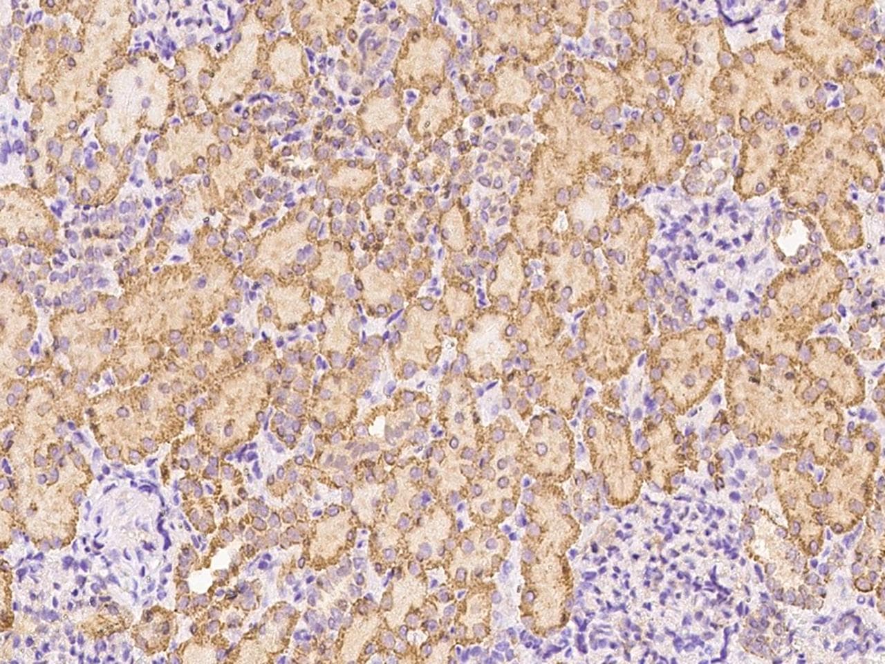 DAG1 / Dystroglycan Antibody (Preservative Free)
