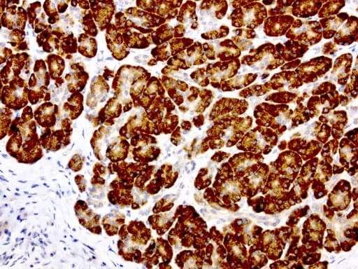GEMIN8 Antibody (clone UMAB185, Carrier-free)
