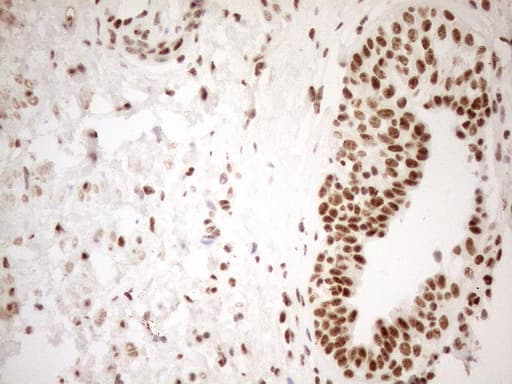 WTAP Antibody (aa2-106, clone OTI12G7, Carrier-free)