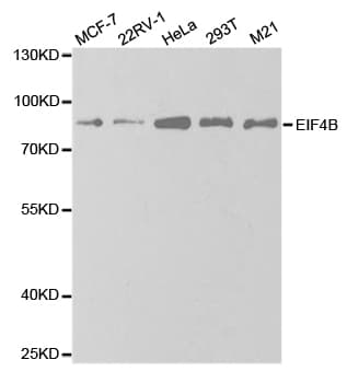 EIF4B Antibody