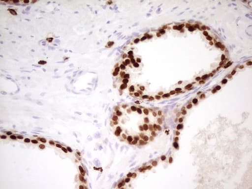 NKX3-1 Antibody (clone UMAB195)