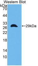 CITED1 Antibody (aa1-203, PE)