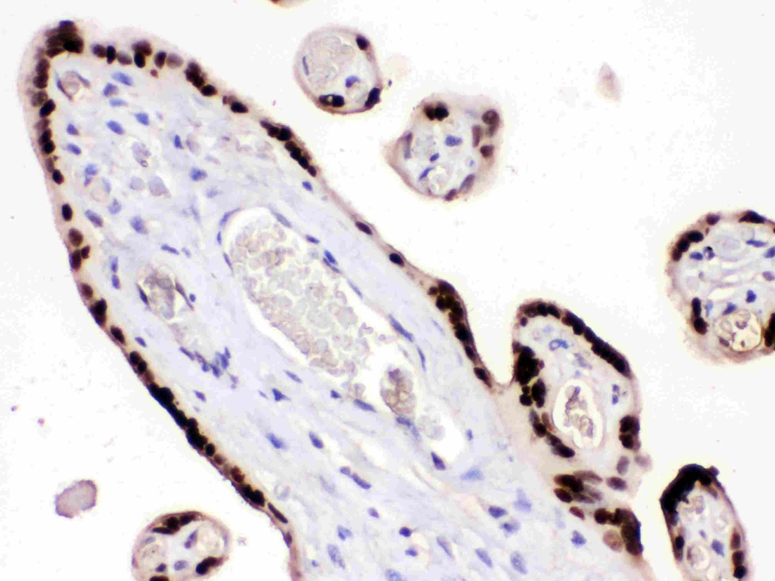 HMGB3 Antibody (aa62-95)