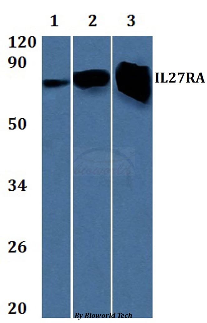 IL27RA Antibody