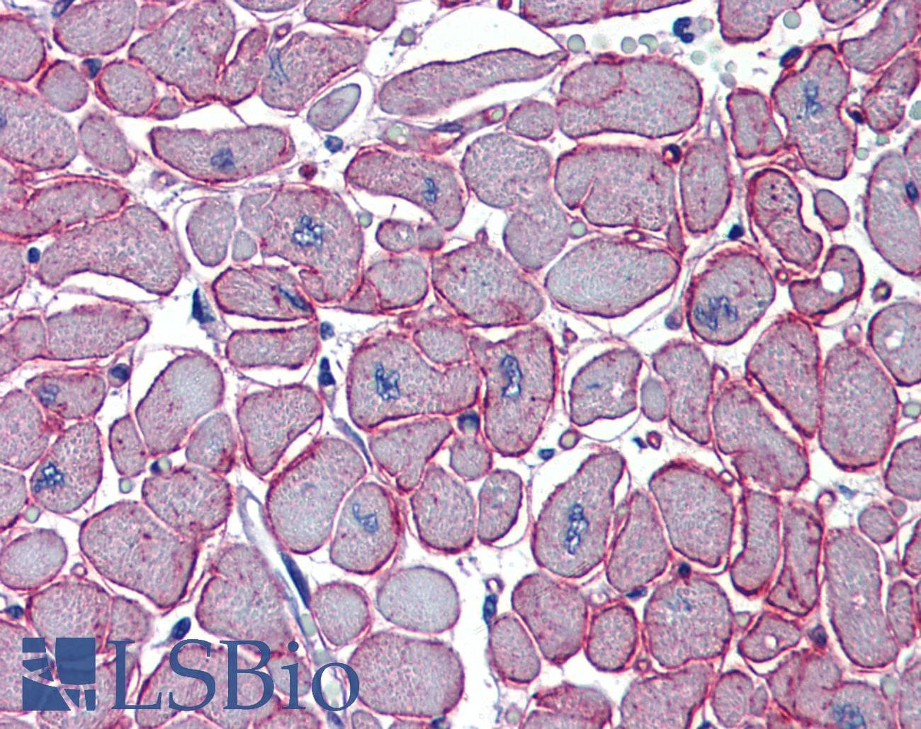 DCST1 Antibody (C-Terminus)
