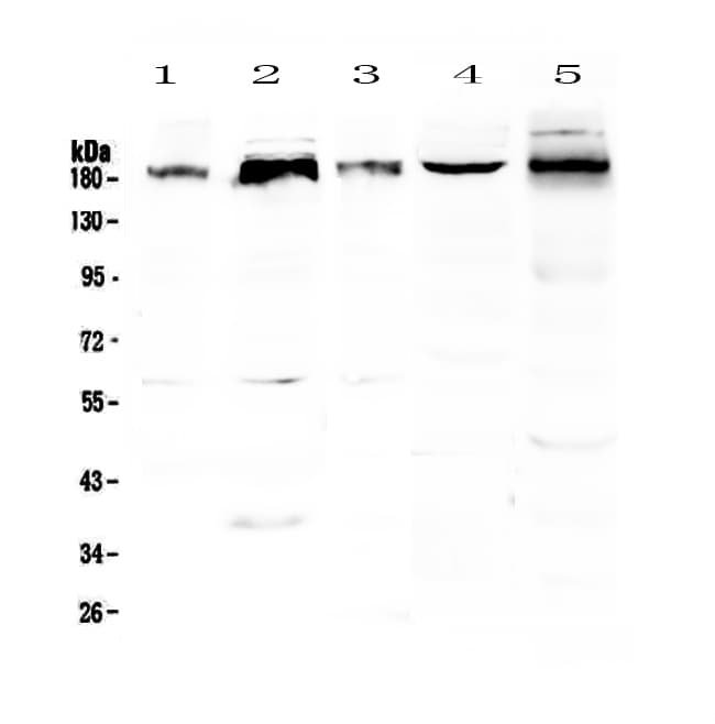 PER1 Antibody
