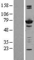 AK5 / Adenylate Kinase 5 Protein (Over-Expression Lysate Myc-DDK (Flag))