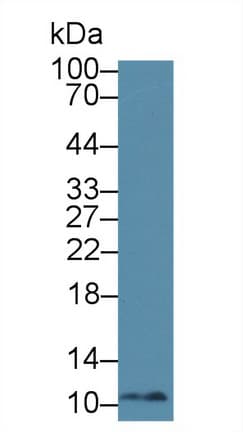 MIF Antibody (aa3-111)