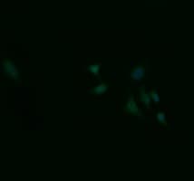 ZSCAN18 / ZNF447 Antibody (clone OTI4B7, Carrier-free)