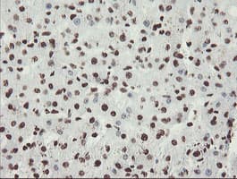 NONO / P54NRB Antibody (aa184-385, clone OTI5F1)
