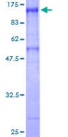 Human CSRNP1 / AXUD1 Protein (Recombinant GST)