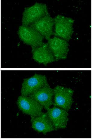 HSPA13 Antibody (clone AT2F6)
