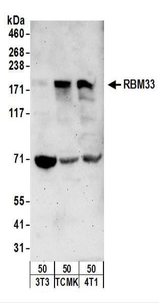 Polyclonal Rabbit anti-Human RBM33 Antibody (aa1-50, WB)