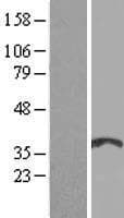 SOHLH1 Protein (Over-Expression Lysate Myc-DDK (Flag))
