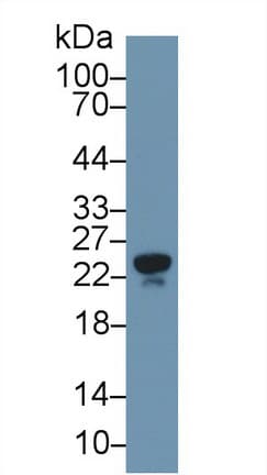 APOM / Apolipoprotein M Antibody (aa8-188, APC)