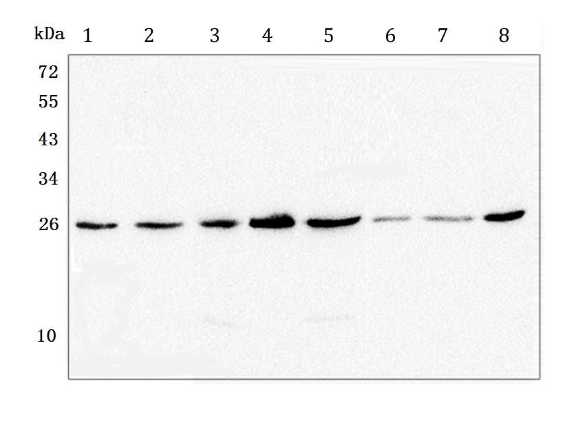 GSTM1 Antibody