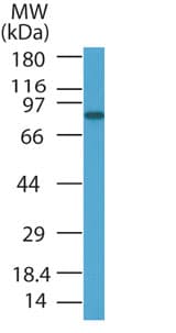 IHC-plus™ PRDM5 Antibody (aa100-200)