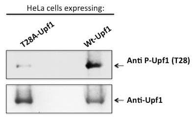 RENT1 / UPF1 Antibody (phospho-Thr28)