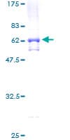Human TADA2L / ADA2A Protein (Recombinant GST)