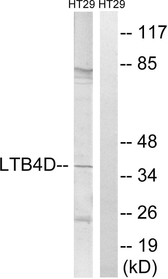 PTGR1 / LTB4DH Antibody