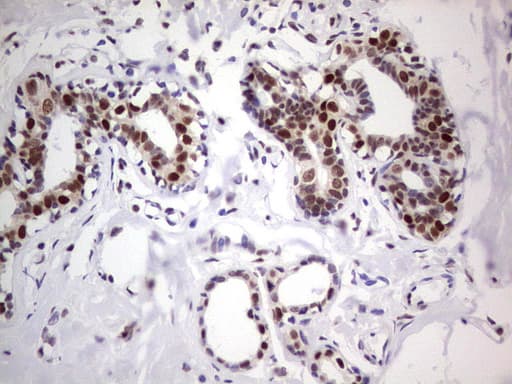 Monoclonal Mouse anti-Human C14orf166 Antibody (clone OTI4A3, IHC, WB)