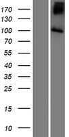SLC9A5 / NHE5 Protein (Over-Expression Lysate Myc-DDK (Flag))