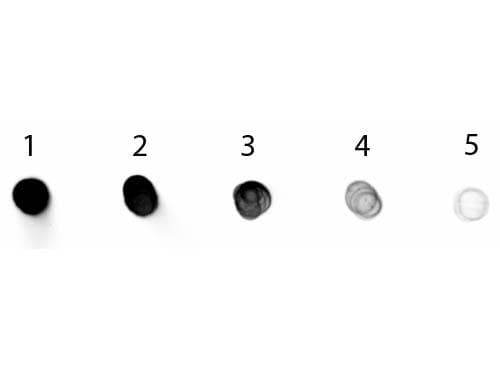 Polyclonal Rabbit Anti-Dog IgG Fc Secondary Antibody (AP, IHC, WB)