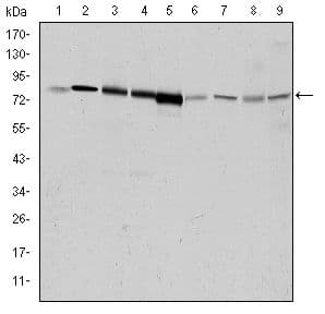 ADRBK1 / GRK2 Antibody (clone 3F8)