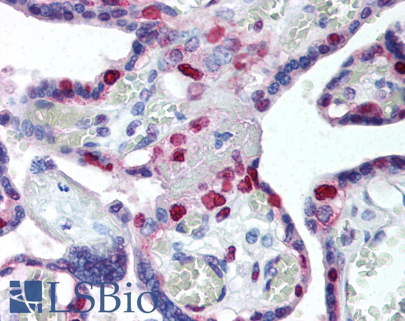 IHC-plus™ PCNA Antibody (clone PC10)