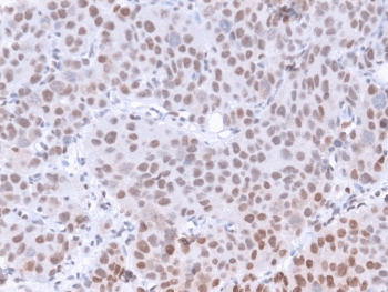 POLR2A / RNA polymerase II Antibody (clone CTD 8A7, Azide-free, BSA-free)