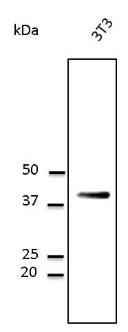 CD63 Antibody