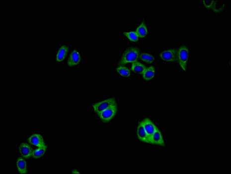GRIA4 / GLUR4 Antibody