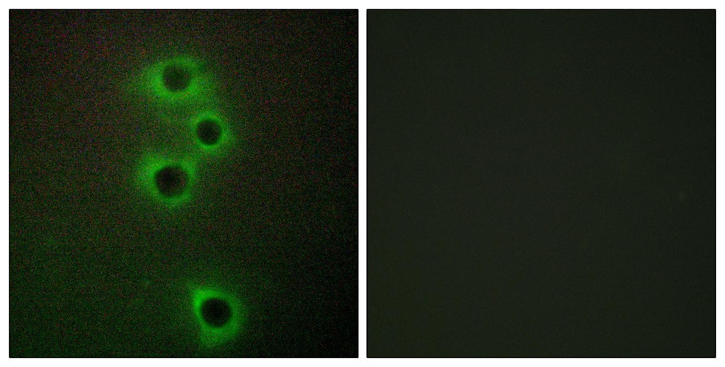 Polyclonal Rabbit anti-Human MARK4 Antibody (IF)