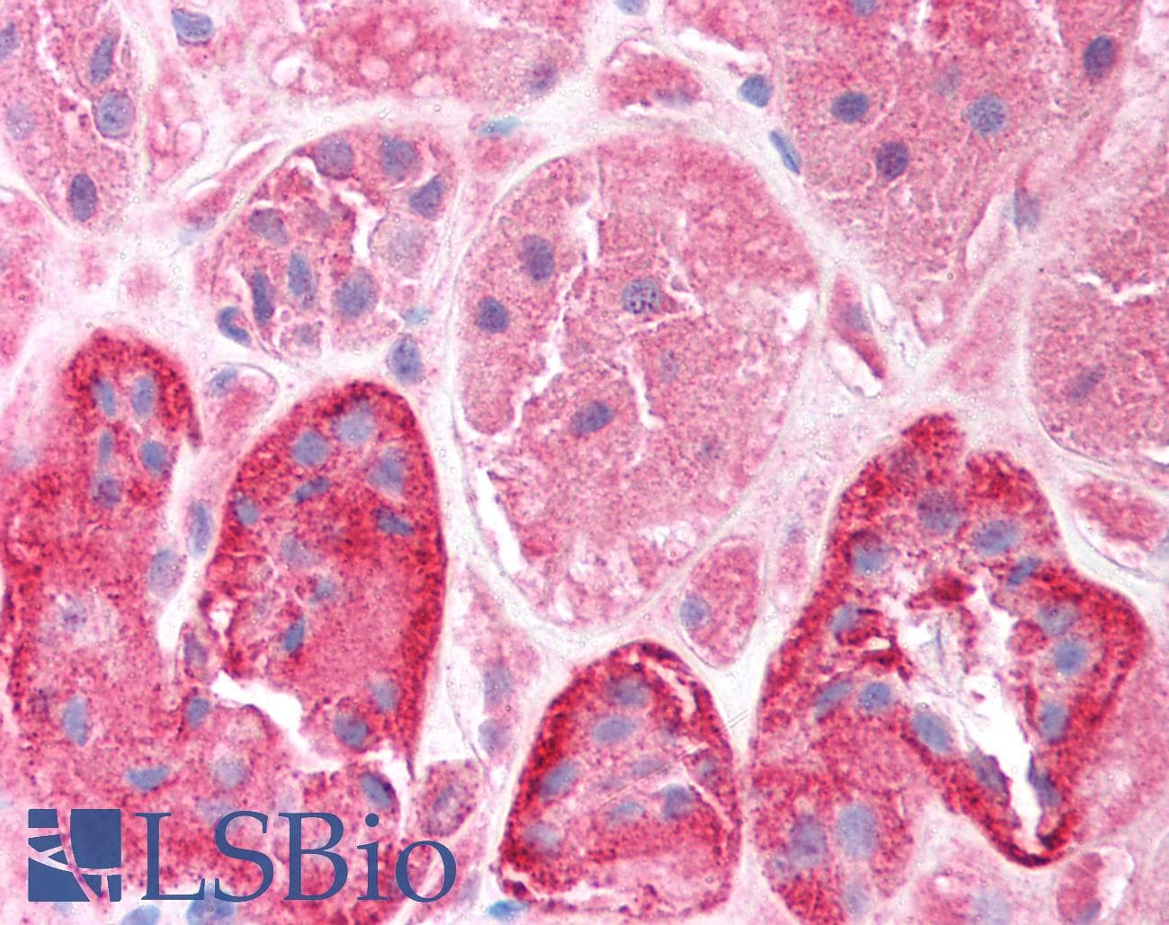 CLIC5 Antibody (C-Terminus)