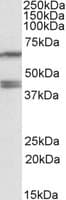 IHC-plus™ PON2 Antibody (aa93-103)