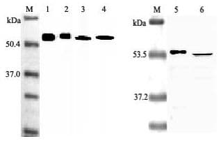 NAMPT / Visfatin Antibody (clone OMNI379, Biotin)
