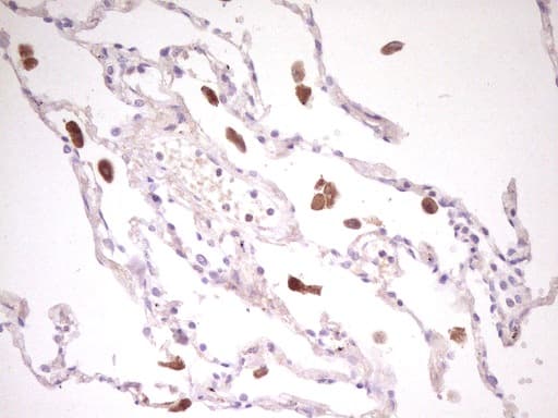 TNFRSF18 / GITR Antibody (aa26-162, clone UMAB203)