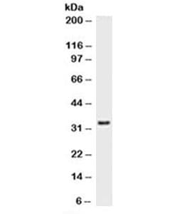 Monoclonal Mouse anti-Rat PCNA Antibody (clone PC10, Azide-free,BSA-free, IHC, IF, WB)