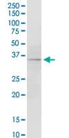 Monoclonal Mouse anti-Human F3 / CD142 / Tissue factor Antibody (clone 4G4, WB)