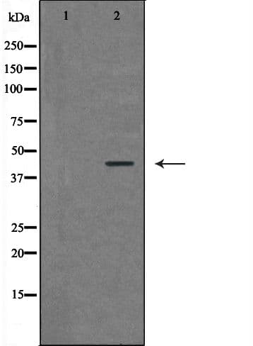 RAD9A / RAD9 Antibody